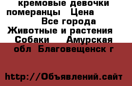 кремовые девочки померанцы › Цена ­ 30 000 - Все города Животные и растения » Собаки   . Амурская обл.,Благовещенск г.